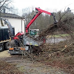 Baumfällarbeiten