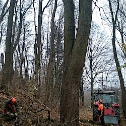 Baumabtragung und Baumfällungen